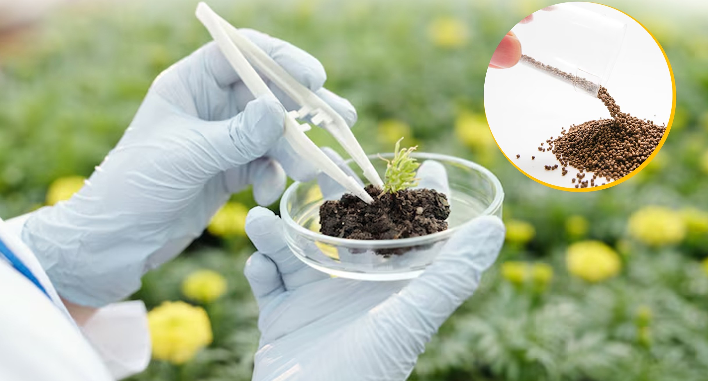 SEED TESTING (Ensuring Seed Quality for Sustainable Agricultural Productivity)